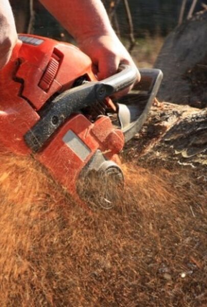 Tree removal Melbourne — placeholder thumbnail